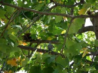 昨日のフグ田家