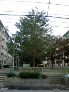 台風一過ＰＡＲＴⅡ